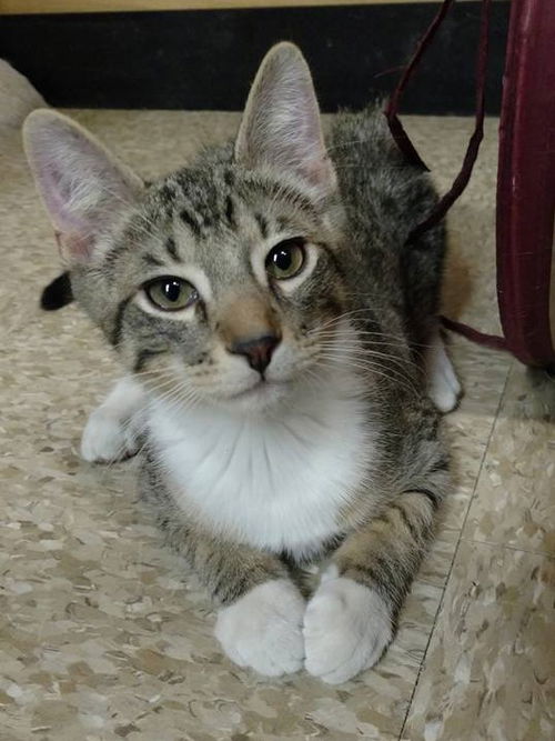 Pippin
