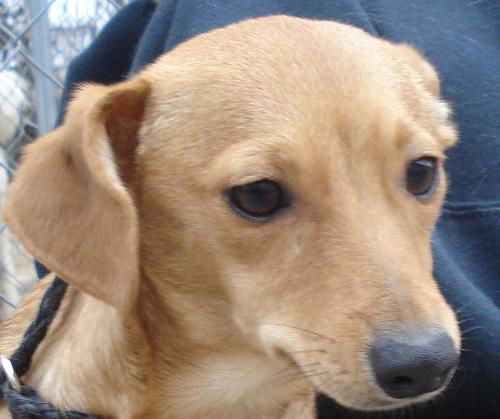 Praline