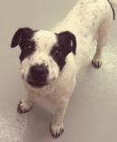 Dottie *CL*
