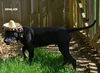 Sinclair - Adoption Pending