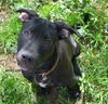 Sinclair - Adoption Pending