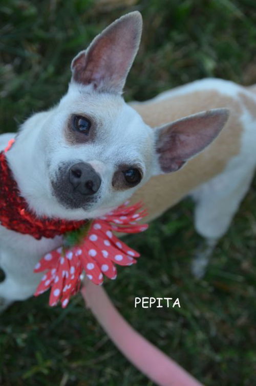 Pepita