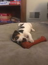Shilo
