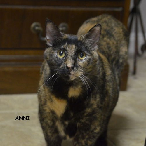 Anni