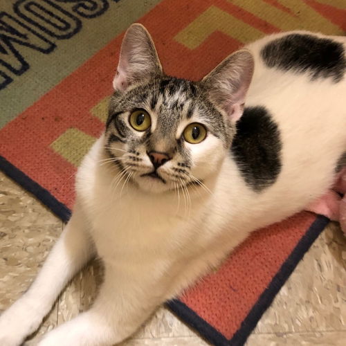 Günter