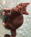 Angus