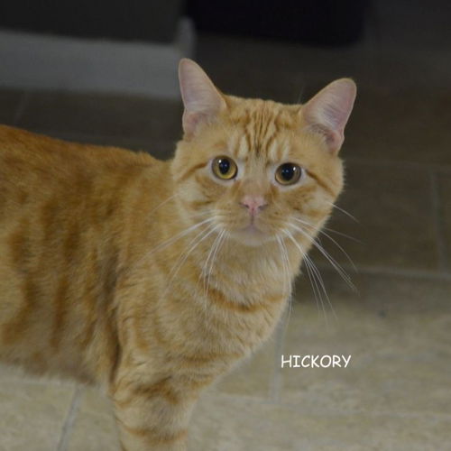 Hickory