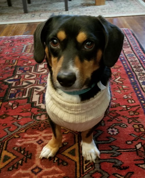 Porter