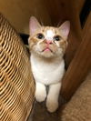 Tommie