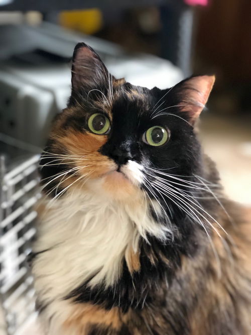 Princess