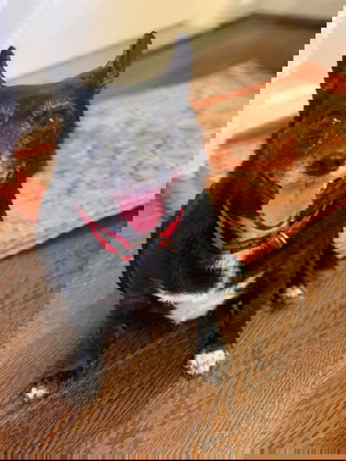 Sugar
