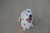 Snoopy