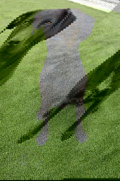 Barry (Sebastian)