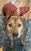 adoptable Dog in kansas city, MO named Brute