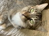 Dottie