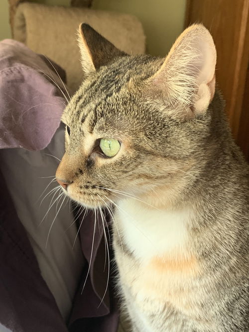 Dottie