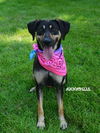 Annabel
