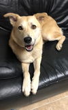 Oso
