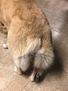 Oso