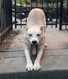 Oso