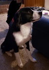Luka