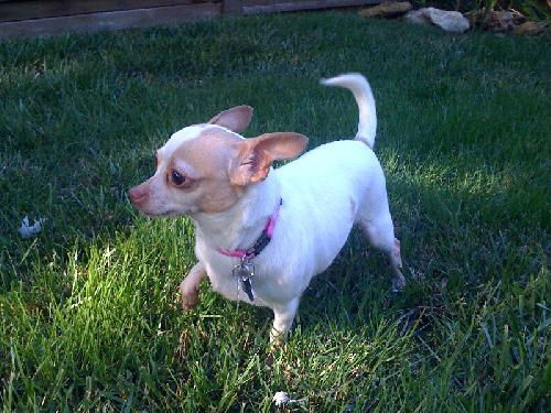 Lexi--Katrina Survivor