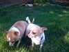 Lexi--Katrina Survivor
