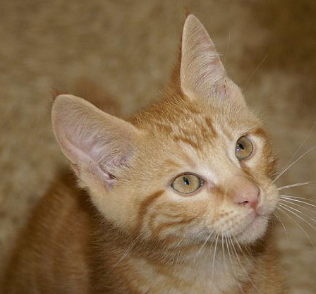 Marmalade