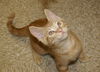 Marmalade