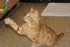 Marmalade