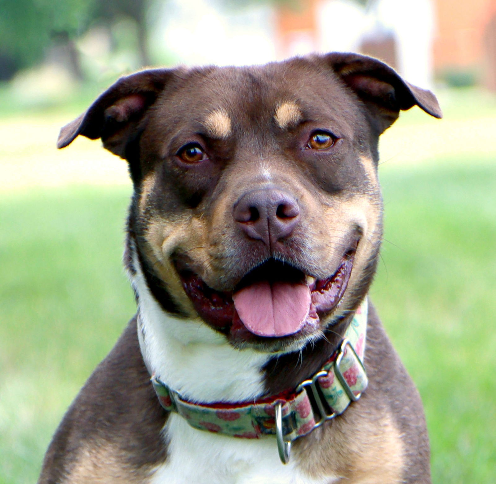 adoptable Dog in Kansas City, MO named Roxy Anne