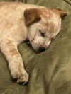 Gretta
