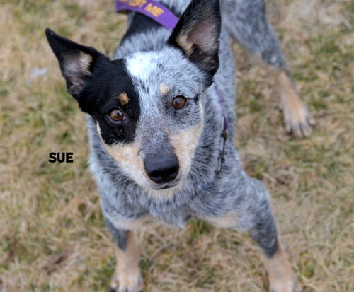 Sue