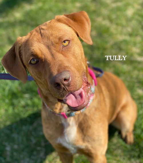 Tully