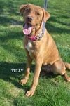 Tully