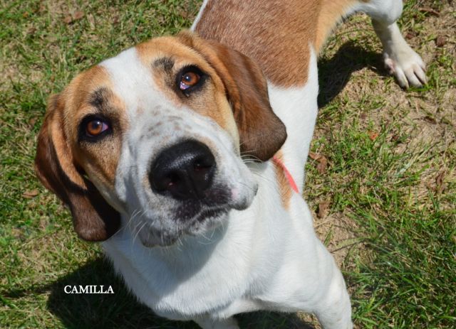 Great pyrenees best sale basset hound mix