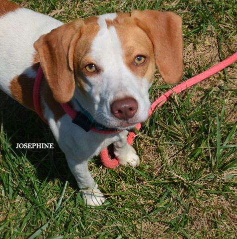 Josephine