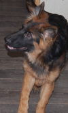 Knox
