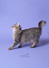 Wiskers
