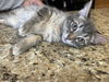 Duke McCat