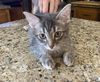 Duke McCat
