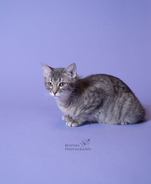Duke McCat