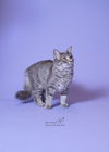 Duke McCat