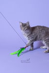 Duke McCat