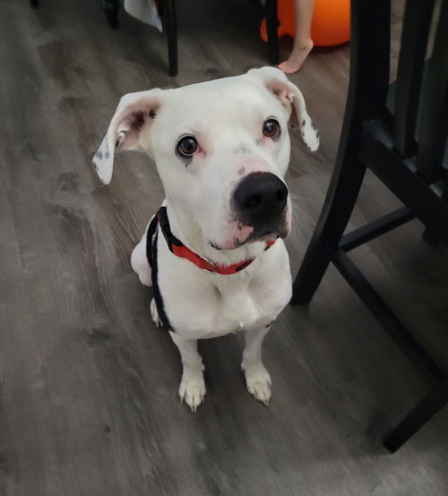 Rufus