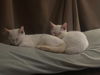 Lulu (Daisy & Lulu)