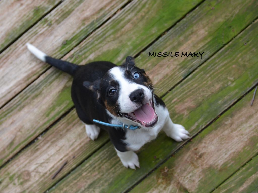 Dog for Adoption Miss Mary, a Australian Cattle Dog/Blue Heeler in