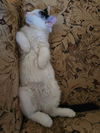 Snowball