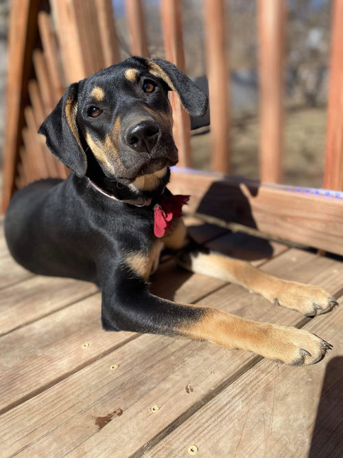Sophia