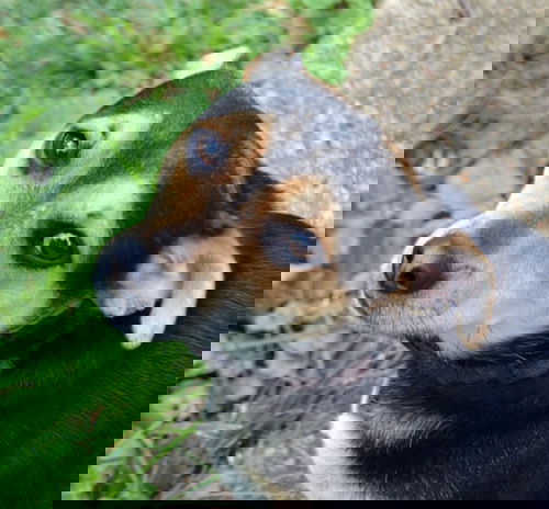 Simon